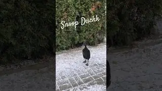 Snoop Duckk. #kaczka #duck #animal #animals #snoopdogg #gangsta