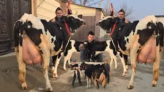 😳 Arzonchi Boladan Sigirlarni Zo'rlari 🔥 Yondirdi Narx aytishni Voy Doddd Bunaqasini Ko'rmaganman 