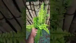 Rare Fern Type