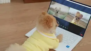 [Mooning's Moongcaroon Cushion🐶] episode 2. Work from home