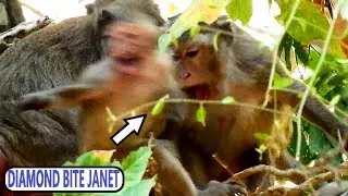UNLUCKY DAY JANET  || SHE HUNGRY MILK SO MUCH BUT DIAMOND BITE HER BECAUSE DISTURBED DIAMOND NURSING