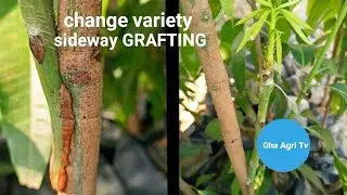 How to change variety  of mango to another variety..tara alamin natin+tutorial.(gha Agri Tv.