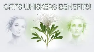 Cat's Whiskers Herbal Plants: Surprising Health Benefits You Never Knew About