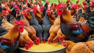 Chicken Farming Basics: How to Raise Healthy Chickens on Your Farm