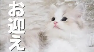 生後2ヶ月の子猫、ミヌエットをお迎えするので実家に帰ります【ペルシャ&times;マンチカン】｜Kawaii Vlog! Minuet's kitten came to us so I'm going home!