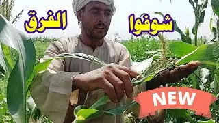 الفرق بين تحميل الخيار ملوخية أو ذرة☝سلبيات وإيجابيات الجزء الثاني
