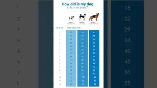 Human - Dog Age Chart