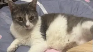 Melissa cat live stream is little time