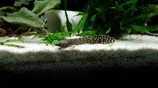 My New Baby Ornate Bichir (Polypterus Ornatipinnis) #bichir #bichireels #bichirfish #fish #aquarium