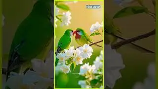 This Bird&rsquo;s Colors Change with the Sun! ☀️🌈 #shorts #youtubeshorts #birds #nature