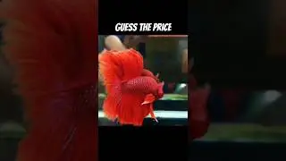Half moon red rose tail betta #fish #shorts