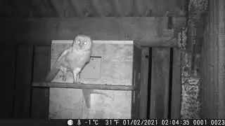 Barn Owl stretching.