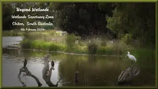 Beyond Wetlands - Chiton South Australia