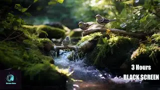 Running Creek Water and Birds: The Ultimate Zen Escape | NirvanaNoise