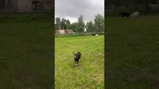 Как это возможно успела до дождей