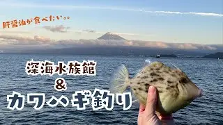 【静岡】カワハギ釣りと深海水族館