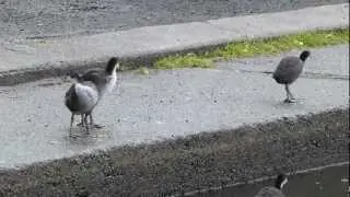 coots running