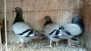 TIPS SA BREEDING AT PAIRING NG KALAPATI