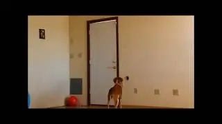 Brain Training For Dogs By Adrienne Farricelli - Jump Problem