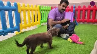 Teddy & Tyson  | Indoor Playtime, Walks & Hand Rubs | Holiday Dog Joy