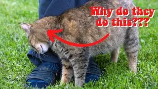 Common Cat Behavior EXPLAINED | Cat Psychology  #Cats #Catbehavior
