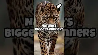 Guinness Records Are Insane #animals #facts #top #edit #shorts