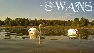 Лебеді на Рапному озері / Swans on the Rapne Lake