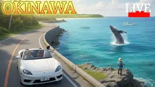 クジラ見れる、釣り🦑沖縄ライブ#ライブ配信#沖縄ライブ配信#沖縄散歩#沖縄#南の島