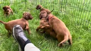 Irish Setter puppies playing in tall grass