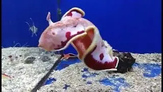 Spanish dancer nudibranch sea slug aquarium