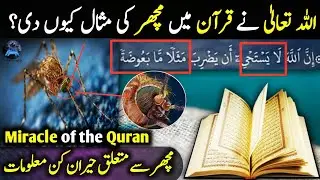 Why Did Allah Create Mosquitos? | Miracle of Mosquitos in Quran Explain in hindi,urdu