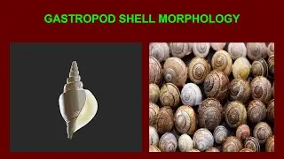 Gastropod Shell Morphology.Part-2. Sinistral-Dextral Coiling. Holostomatous-Siphonostomatous