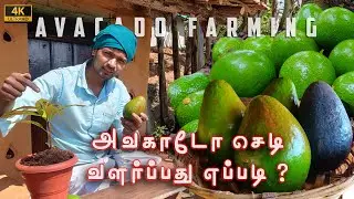 எளிமையான முறையில் அவகாடோ செடி வளர்ப்பு | How to grow Avocado plant from seed | Easy Method