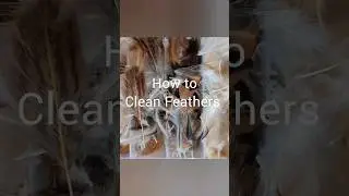 Fly Tying - How to Clean Feathers