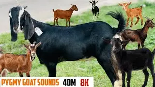 WHAT Amazing Goat Sounds at Sundarbans Village?l goat sounds l sounds goat l baby goat sounds l goat