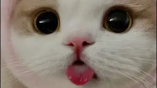 The meows show🤣funny cats videos 😜funny animals videos #cat#catlovers