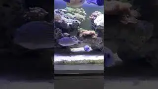 Botan Kapsul Kapten / Letnan / Lieutenant Surgeonfish / Doubleband Surgeonfish / Acanthurus Tennenti