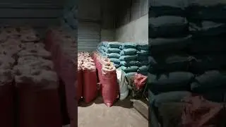 MATERIAL FOR MAKING JOSS POWDER/ LITSEA GLUTINOSA/ GLUE POWDER