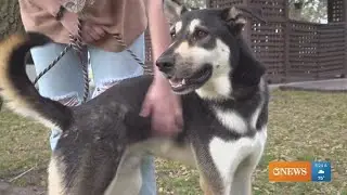 Rescue Tales: Deuce is a shepherd mix who is great with kids and other dogs