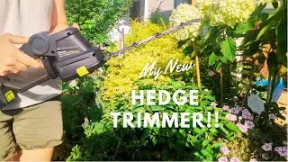 Trimming Sunshine Ligustrum With My New Cordless Hedge Trimmer!