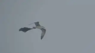 Mewa z workiem, 04 02 2017 r , Jarosz&oacute;w