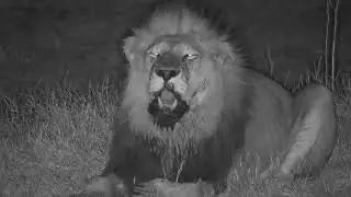 Djuma: Lion-Dark Mane Avoca male comes to the pan-Pt:1 - 19:32 - 08/15/19