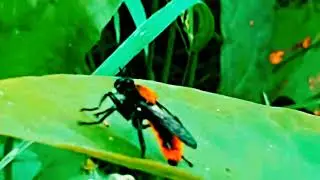 Laphria aktis