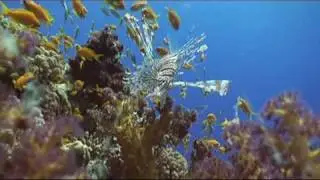 Ruud en Jos in de rodezee  2009 redsea video 1 minute