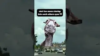 &ldquo;This eye contact lasted way longer than it should&rsquo;ve&rdquo; #unhinged#funny#animalsoftiktok#meme#fyp