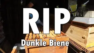 RIP Dunkle Biene