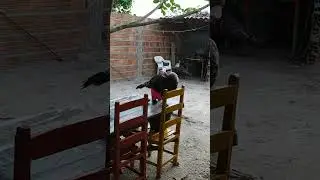 Porque per&uacute; s&oacute; gosta de altura hein #aves #peru #naturezasurpreendente