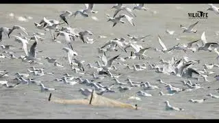 Pul&euml;bardha kok&euml;zez&euml; - Chroicocephalus ridibundus - Duke gjuajtur peshk n&euml; lagunen e Divjak&euml;s
