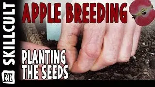 Homescale Apple Breeding:  Planting the Apple Seeds