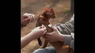 Outdoor Adventure Cat Harness and Leash Kit
